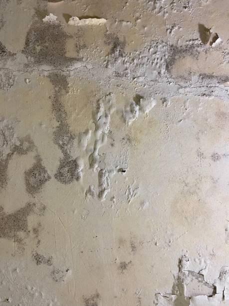 Best Basement Mold Remediation in Oswego, NY