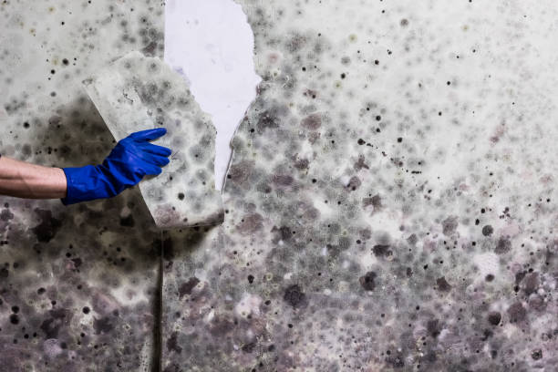 Best Mold Testing and Inspection Services in Oswego, NY